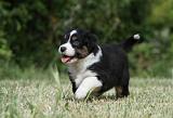 BERGER AUSTRALIEN PUPPIES 321